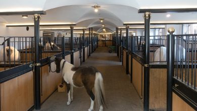 4 Reasons Why You Should Invest in an Equine Property