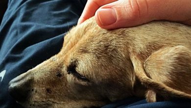 How to Tell if Your Dog Is Sick and What to Do if They Are