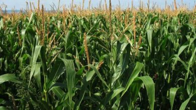 How to Increase Corn Yield