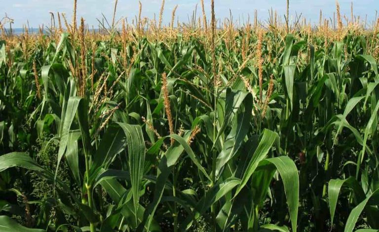 How to Increase Corn Yield