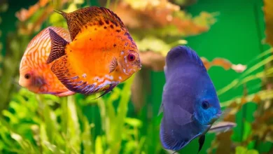 Best Color - Enhancing Fish Food