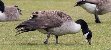 Put an end to geese wandering around your yard today