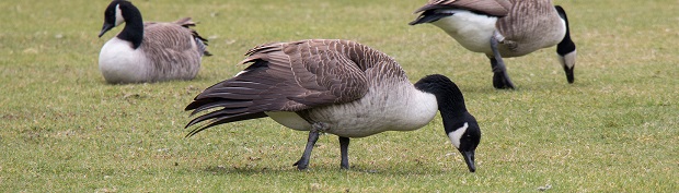 Put an end to geese wandering around your yard today