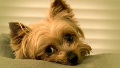 Is your pet becoming lazy? Here is what you need to change in their routine