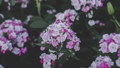 Erforschung der verborgenen Bedeutungen hinter Blumensträußen verschiedener Arten von Blumen