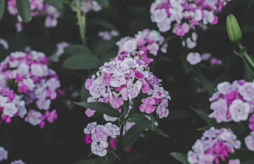 Erforschung der verborgenen Bedeutungen hinter Blumensträußen verschiedener Arten von Blumen