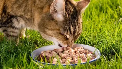 Grain-Free vs. Traditional Cat Food: A Guide