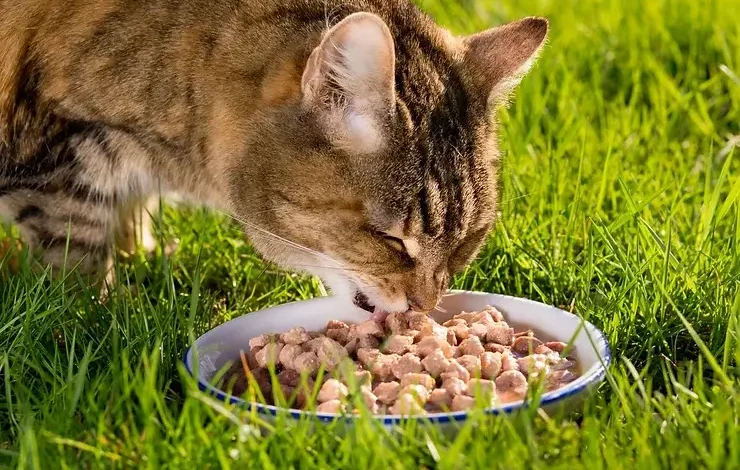 Grain-Free vs. Traditional Cat Food: A Guide